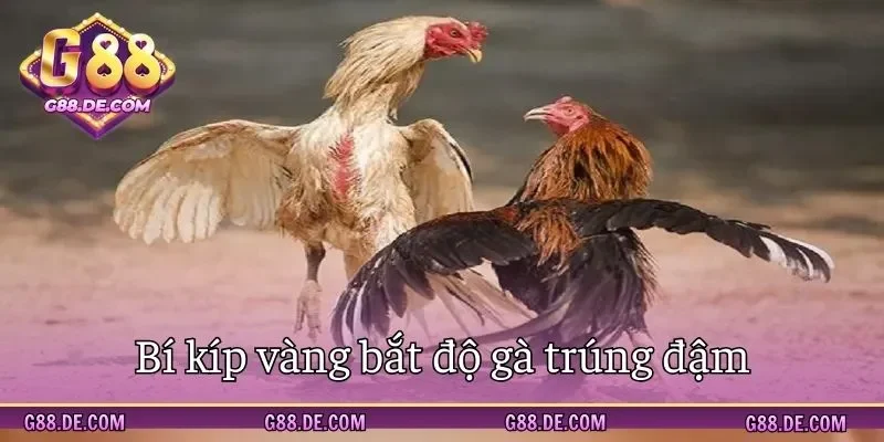 Bí kíp nhà nghề giúp chọi gà ăn chắc