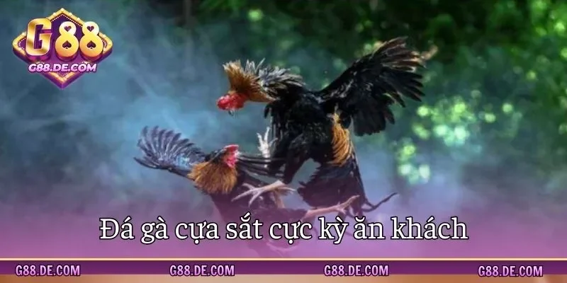 Đá gà cựa sắt - Loại hình giải trí ăn khách