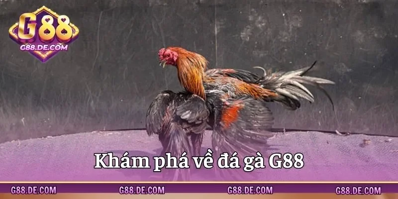 Khám phá đôi nét về đá gà G88 trực tuyến